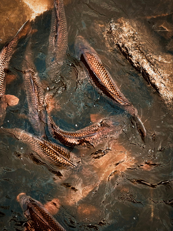 Skimmer brzegowy a pływający – walka o idealnie czystą taflę wody